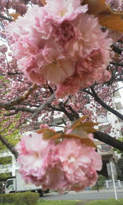 八重桜　関山